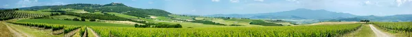 Beautiful wine fields in Italy