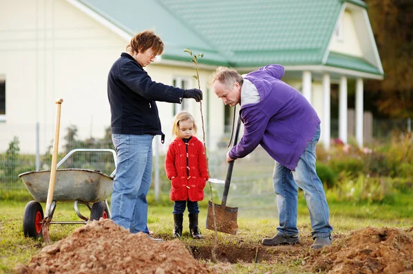 Little girl and her grandparents planting a tree