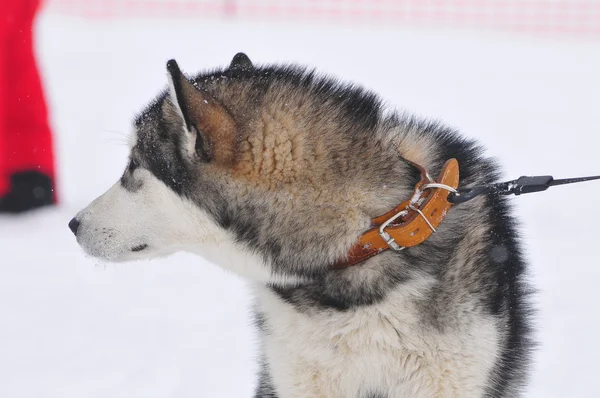 Portrait Laiki Husky dog sled in winter