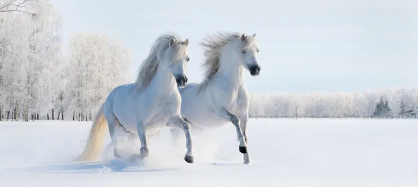 Two galloping white ponies