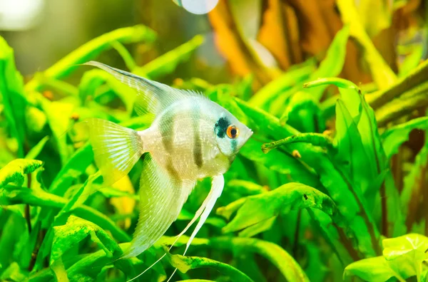 A green beautiful planted tropical freshwater aquarium