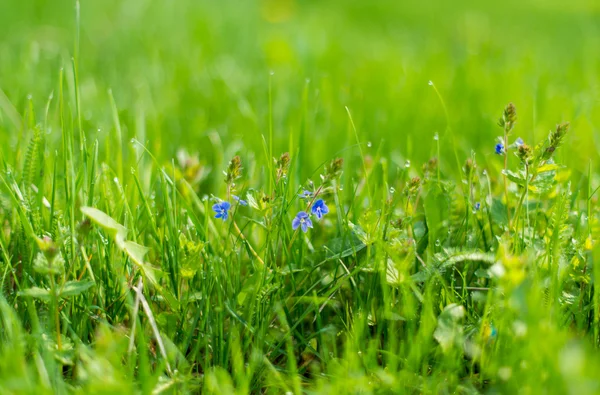 Spring meadow with flowers and green grass