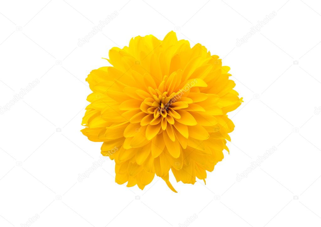 孤立在白色背景上的黄色菊花– 图库图片