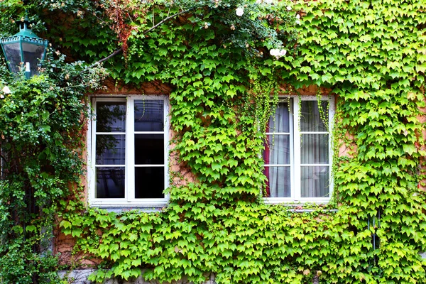 House with ivy