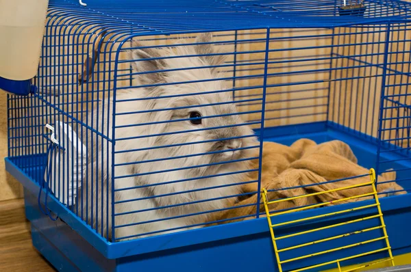 Rabbit in cage