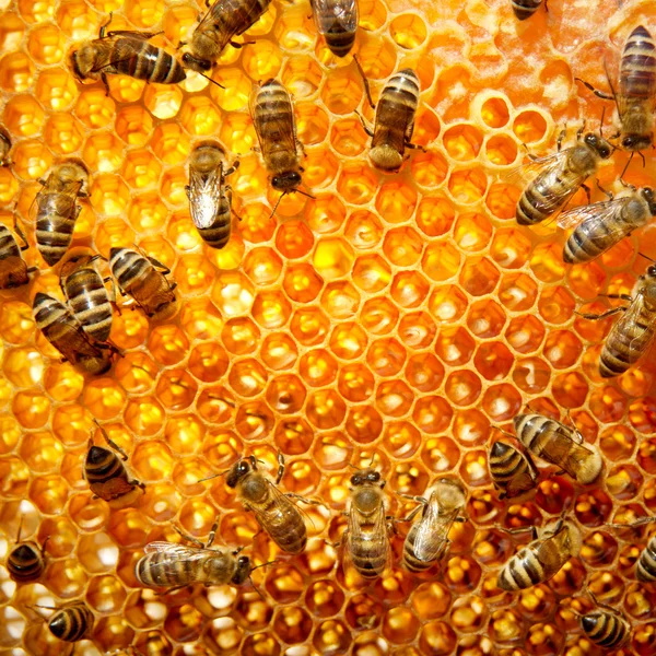 Working bees on honeycells.