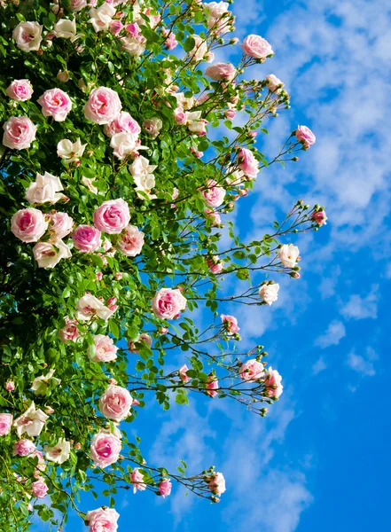 Roses against blue sky.
