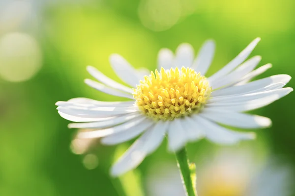 Daisy flower