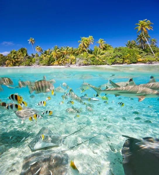 Tropical island above and underwater