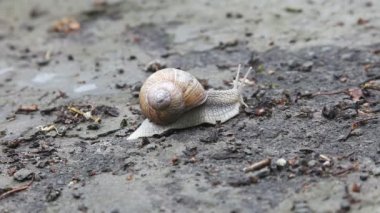 Portfolio: aragami12345 - Page 43 | Stock Pho