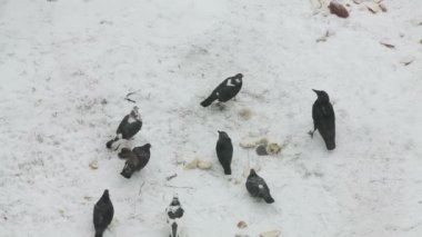 Portfolio: aragami12345 - Page 43 | Stock Pho