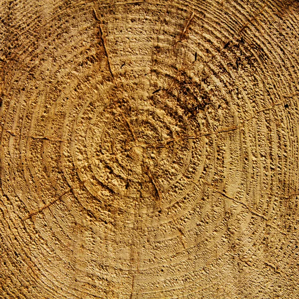 Wood years circles
