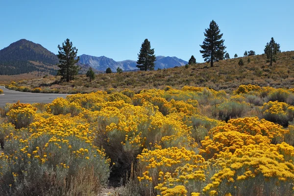 The road to the autumn of the steppe