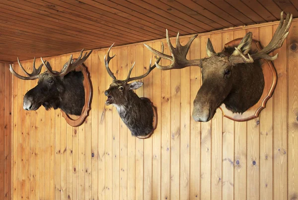 Stuffed moose head and deer head.