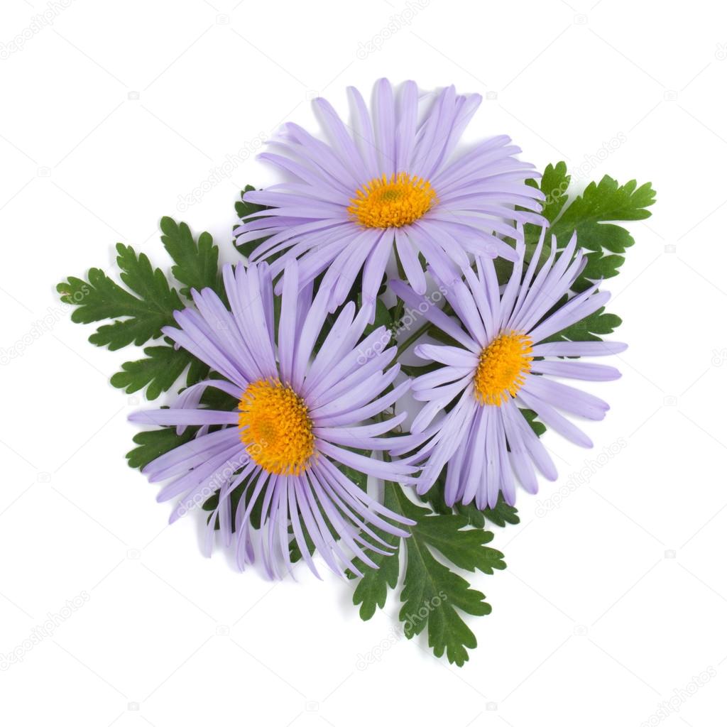 blue chamomile flowers stock photo 169 karandaev 45807919 blue chamomile flowers stock photo 169 karandaev 45807919