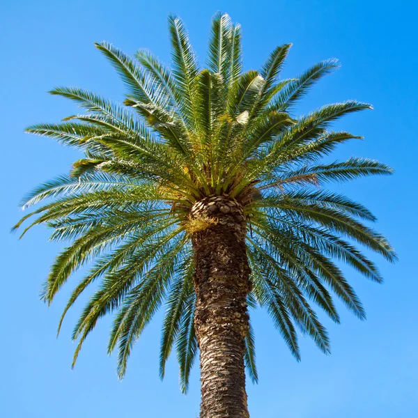 Green palm tree against blue sky background