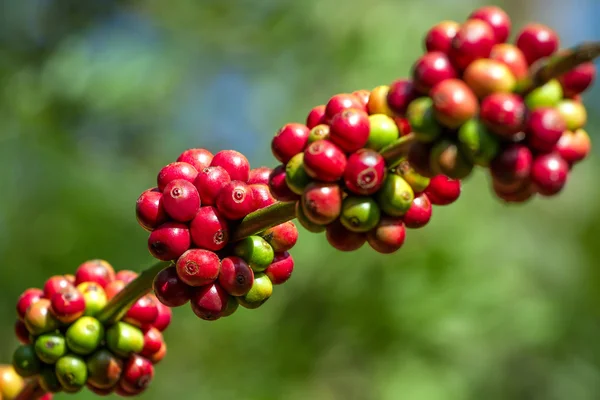 Coffee beans ripening on a tree