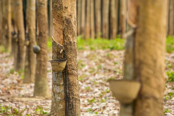 Milky latex extracted from rubber tree (Hevea Brasiliensis)