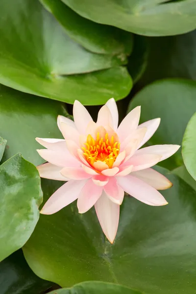Beautiful pink water lily closeup