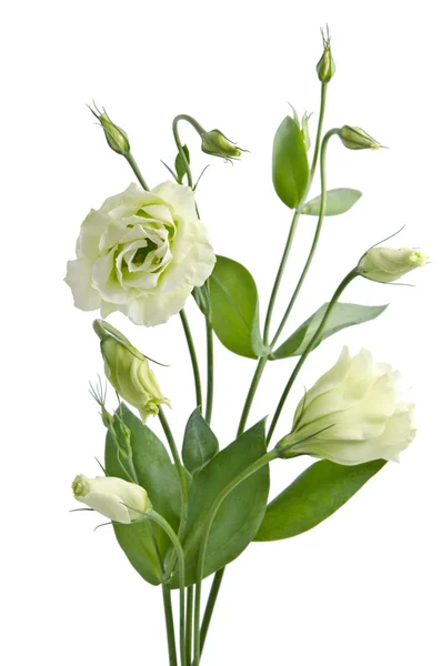 Eustoma flowers