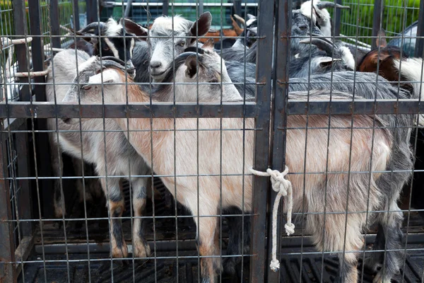Goats loaded in the back of truck