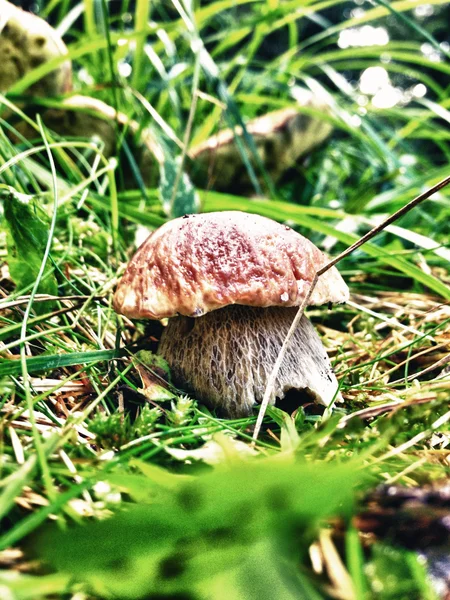 Small Boletus Mushroom in the Woods - Porcino in Italy