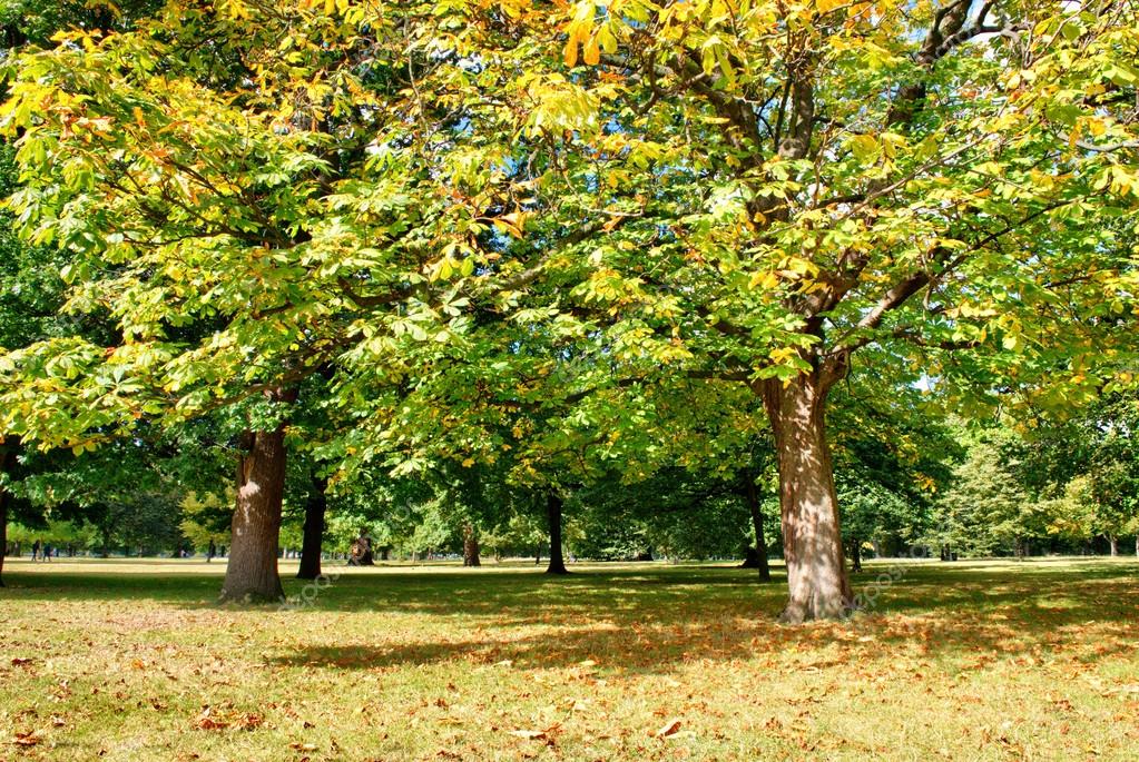 St James Park and Vegetation London — Stock Photo © jovannig 19221879