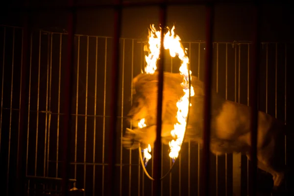 LVIV, UKRAINE - AUGUST 17: Lion jumping through the fire in circ