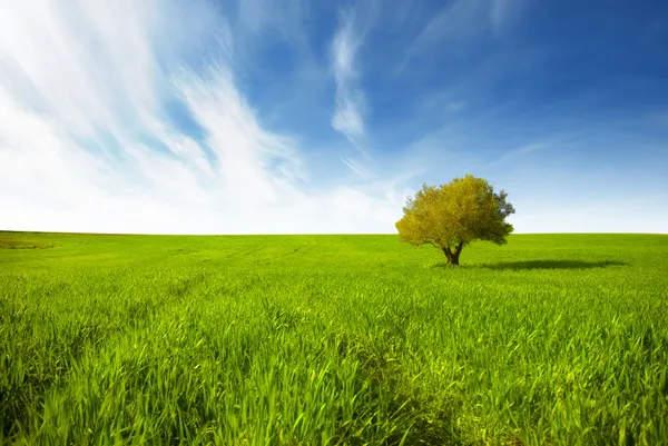 Green landscape with isolated tree