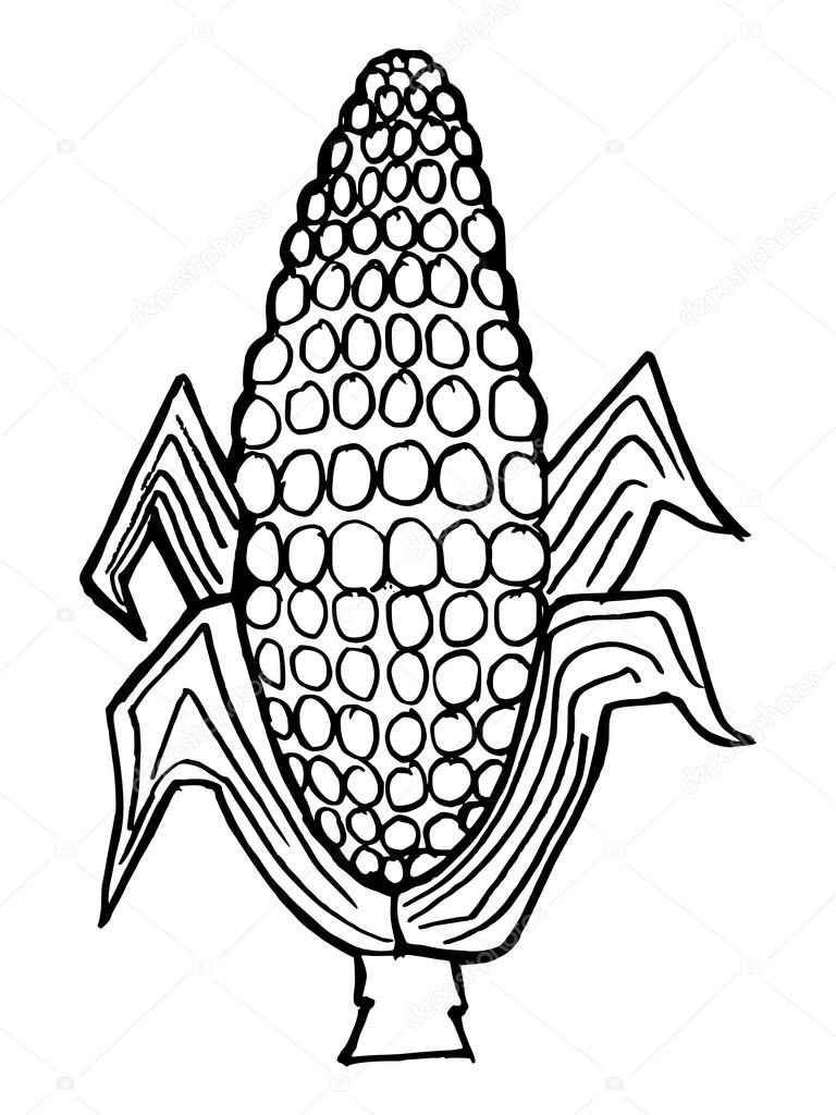 ears of corn coloring pages - photo #34