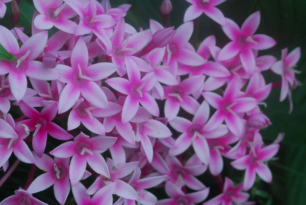 Pentas pink white flower cluster in bloom in spring