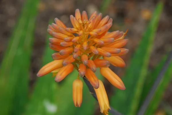 Isolated bright orange Flower cluster blooming on succulent plant