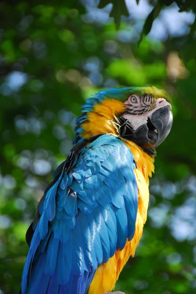 Macaw bird with yellow and blue feathers eating food