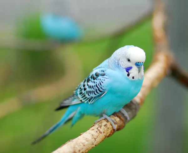 Blue budgie parrot pet bird