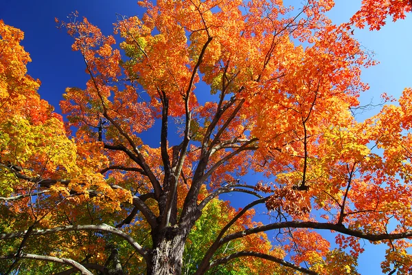 Orange Maple Tree Fall Foliage