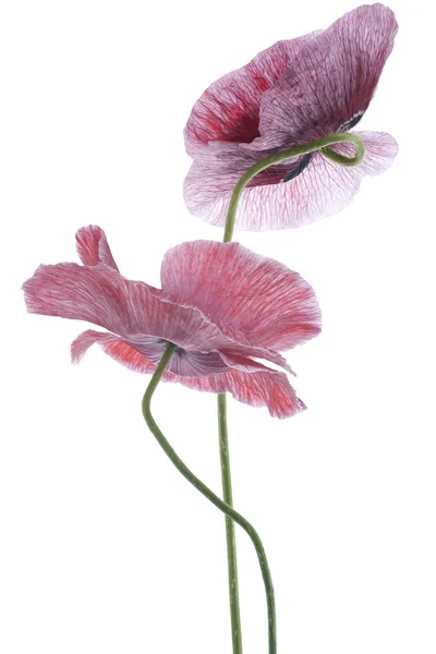 罂粟 - 图库照片_Vilor#23204496