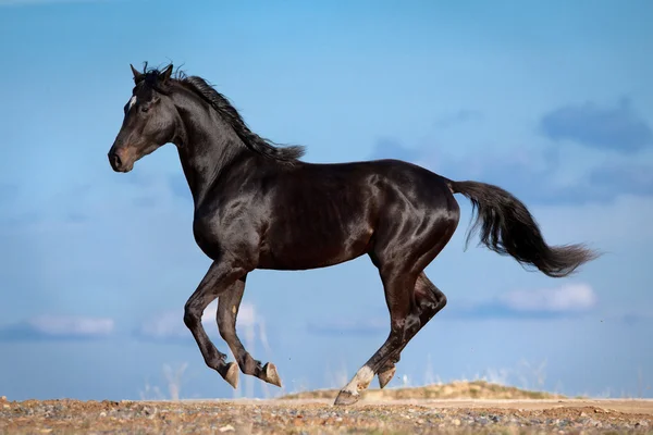 Black horse running on blue sky