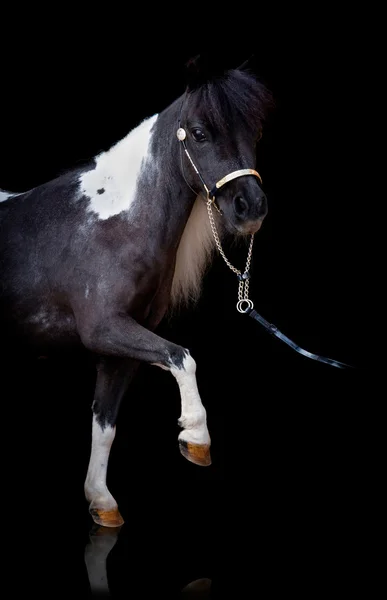 Black horse with spot isolated on black