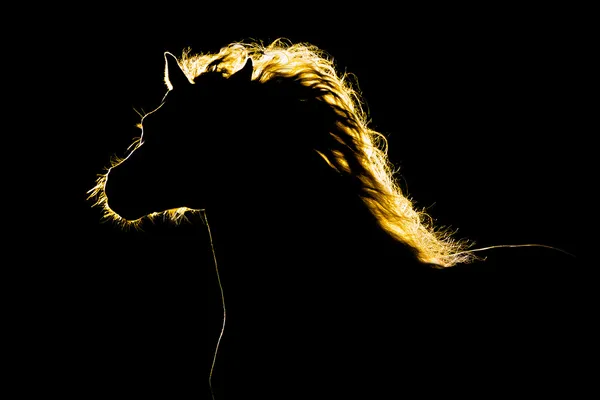 Horse silhouette isolated
