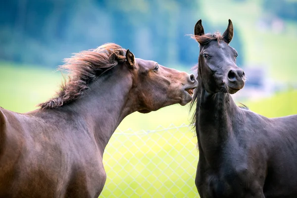 Two horses playing