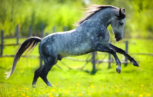 Horse gallops in springtime on field