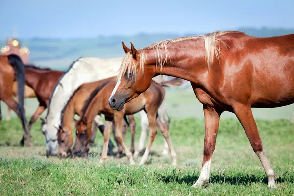 Herd of horses on the field