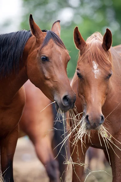 Two horses eating hay.