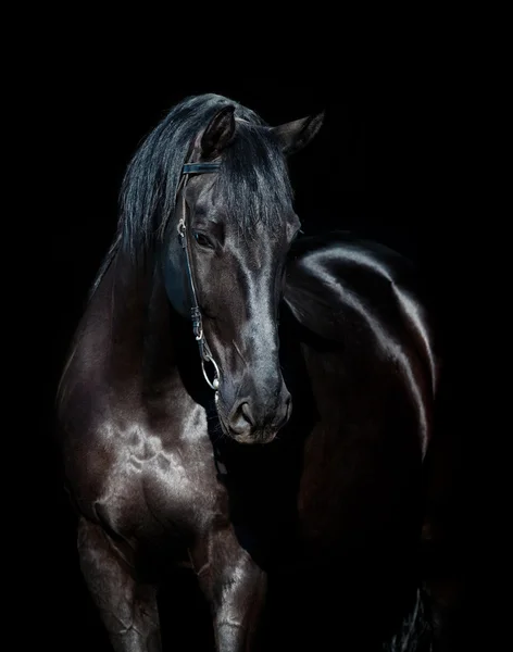 Black horse