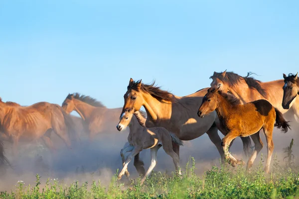 Herd of horses runs in pasture in summer