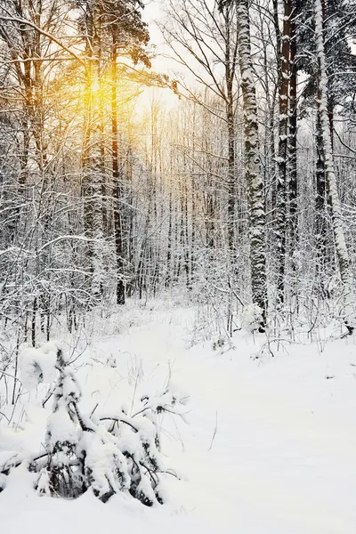 Rays of the sun seen through the trees in the winter forest