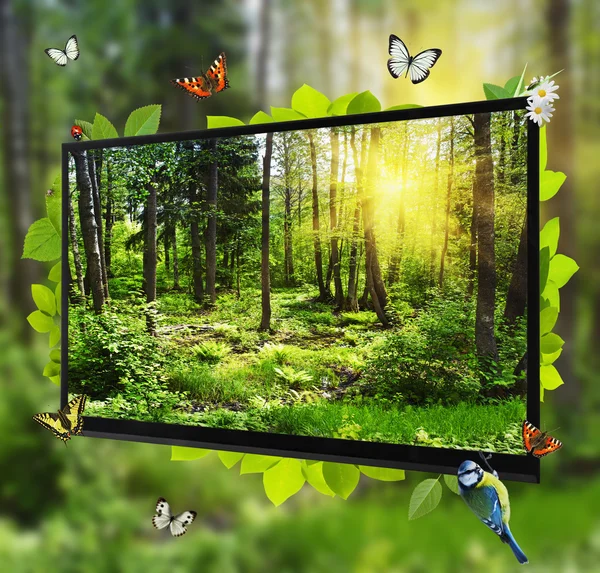 Forest Life shows on the TV screen