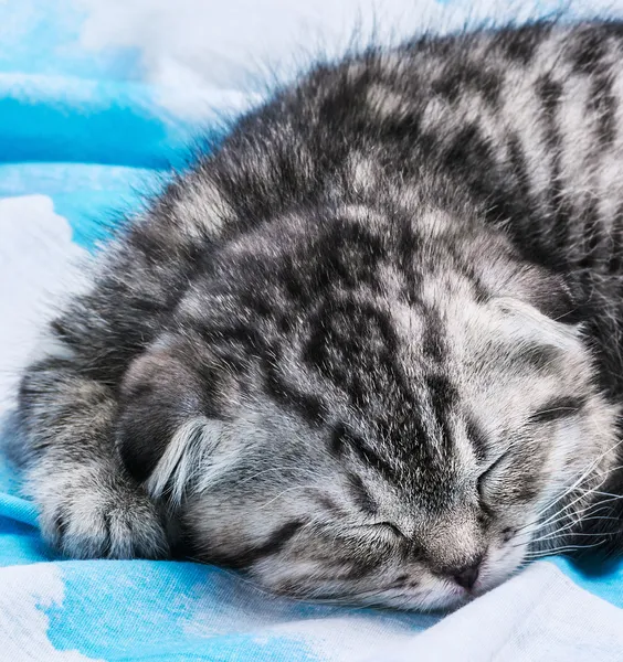 Kitten is sleeping and dreaming