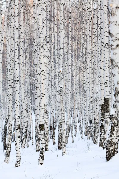 Winter birch forest, january