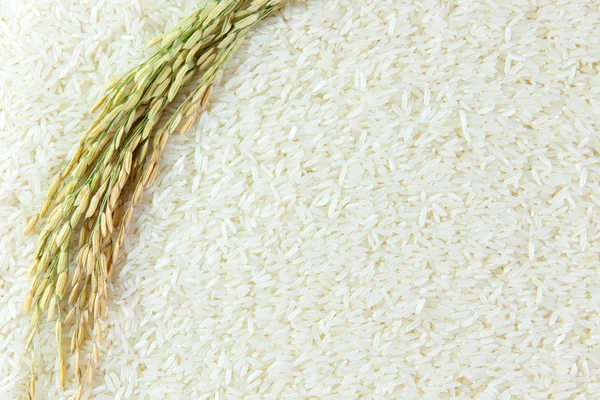 Rice grain